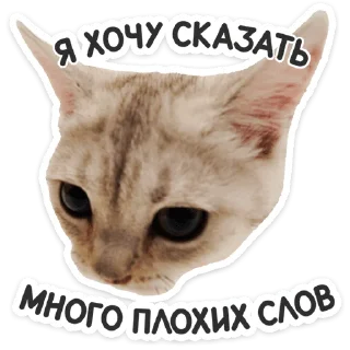 🐱