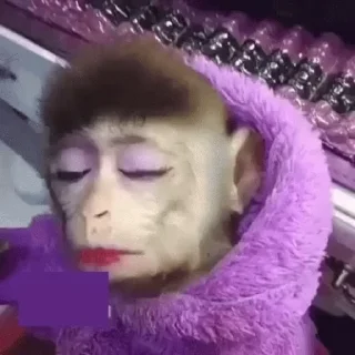 🐵