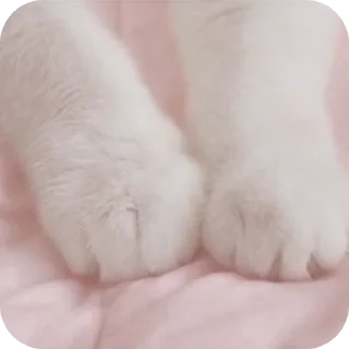 🐈