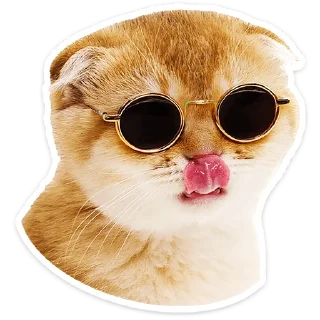 🐱
