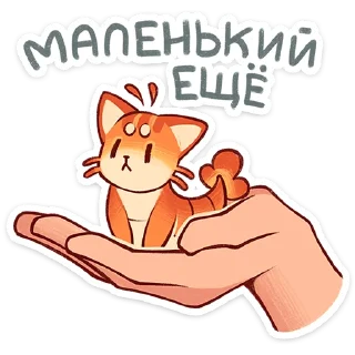 🐱