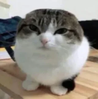 🤓