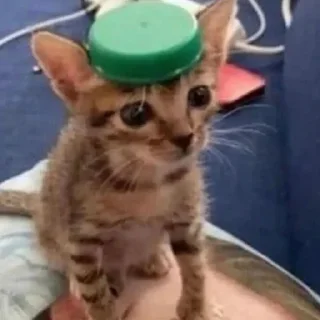 🐈