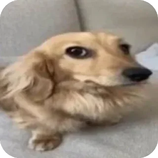 🐶