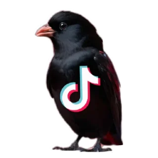 🐦