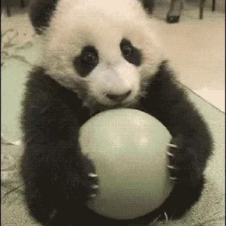 🐼