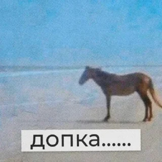 🫡