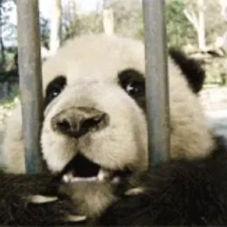 🐼
