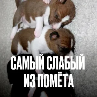 Креативно ругаем студентов — Telegram sticker pack