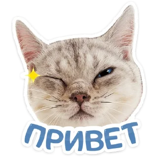 Котятки — Telegram sticker pack