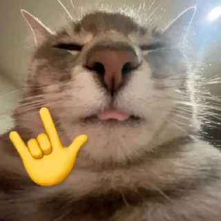🐈