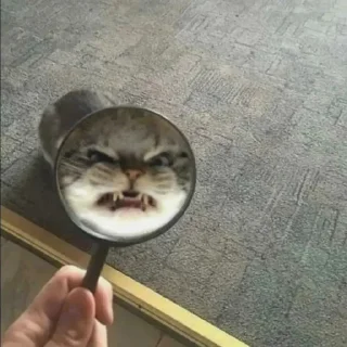🐈