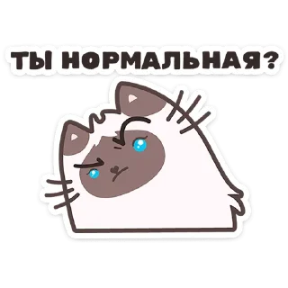 🐱