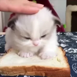 ᯓ★ котейки — Telegram sticker pack