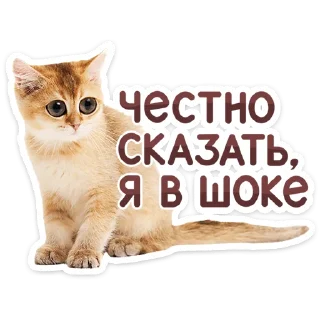 🐱
