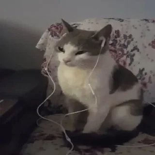 🐈
