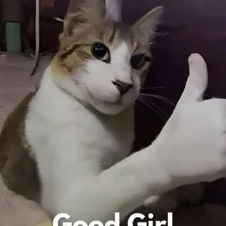 🐈