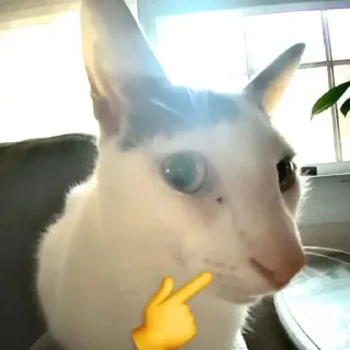 🐈