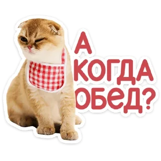 🐱
