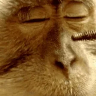 🐵