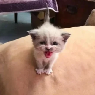 🐈