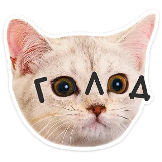 🐱