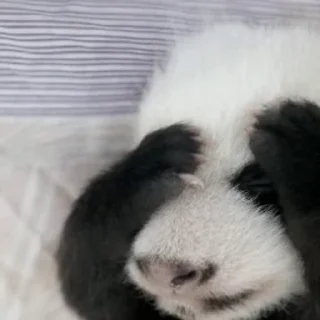 🐼