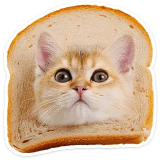 🐱