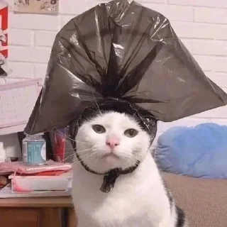 🐈