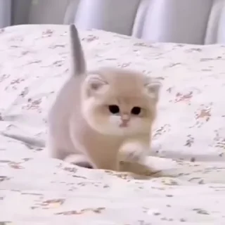 🥺