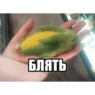 🌽