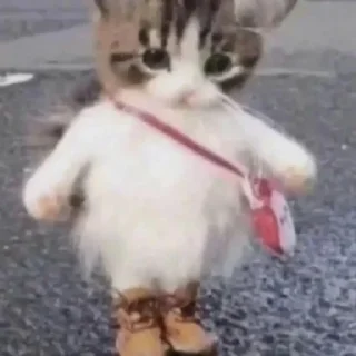 🐈