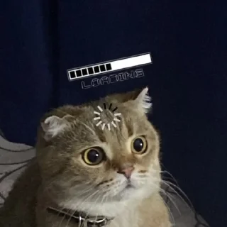 🐈