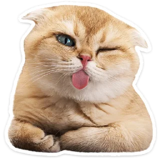🐱