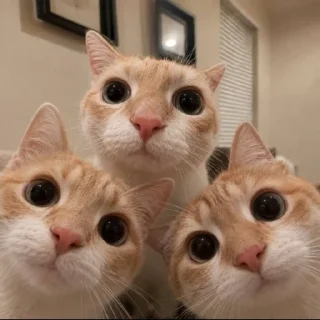 🐈
