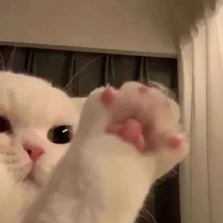 🐾