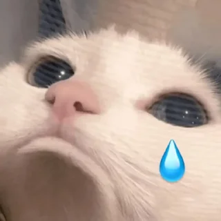 🐈