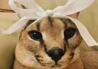 🎀