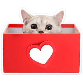 🐱