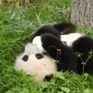 🐼