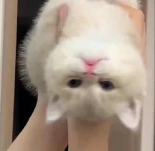 котики — Telegram sticker pack