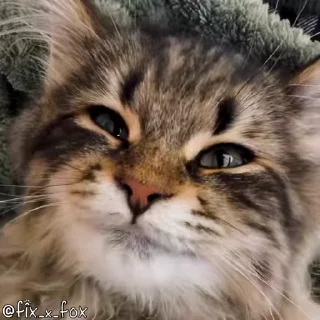 Милые котики — Telegram sticker pack