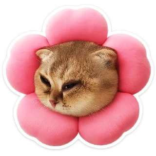 🐱