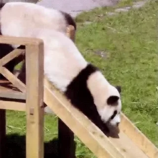 🐼