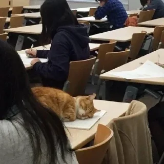 😴