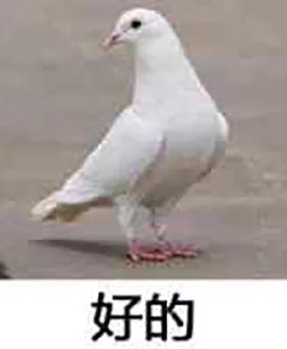 🐦