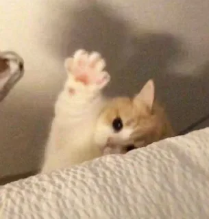 🤚