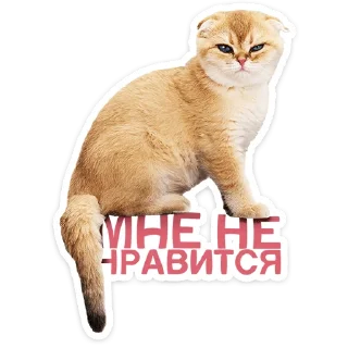 🐱