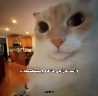 🐈