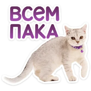 🐱